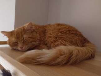 Ginger cat