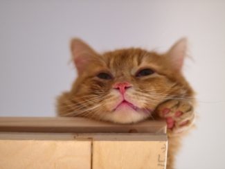 Ginger cat