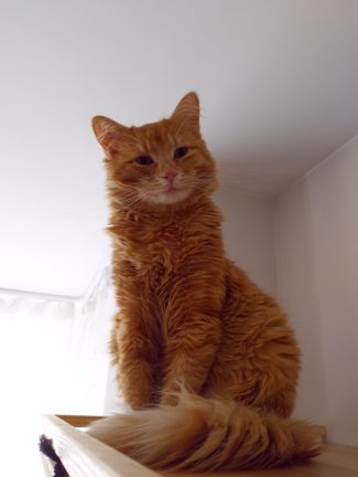 Ginger cat