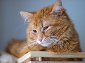 Ginger cat