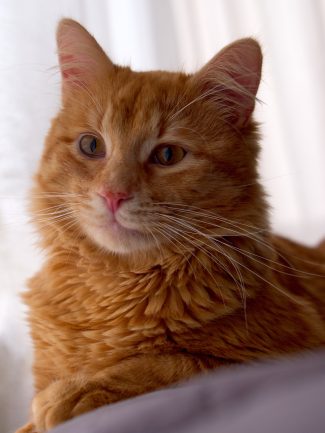 Ginger cat