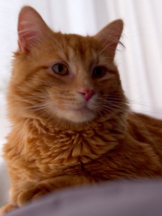 Ginger cat