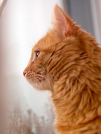Ginger cat