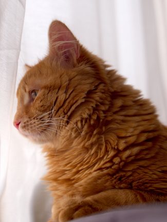 Ginger cat