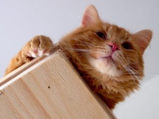 Ginger cat