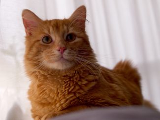 Ginger cat