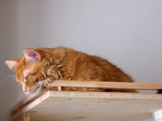 Ginger cat