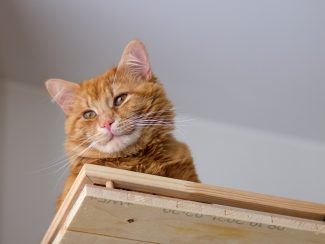 Ginger cat