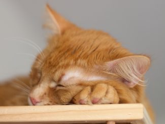 Ginger cat