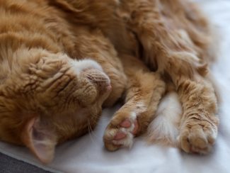 Ginger cat