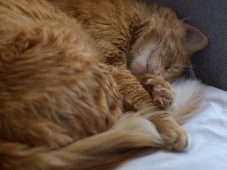 Ginger cat