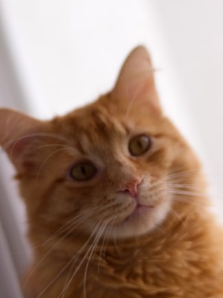 Ginger cat