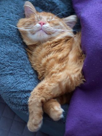 Ginger cat