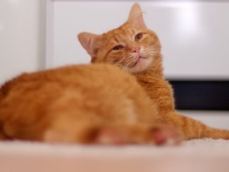 Ginger cat