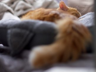 Ginger cat