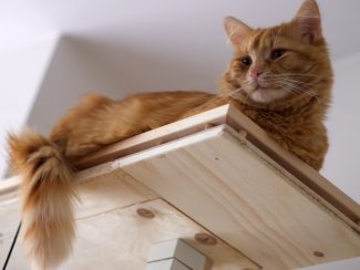 Ginger cat