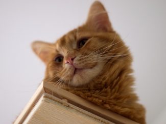 Ginger cat