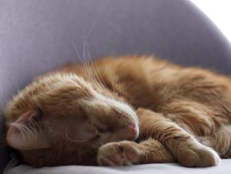 Ginger cat