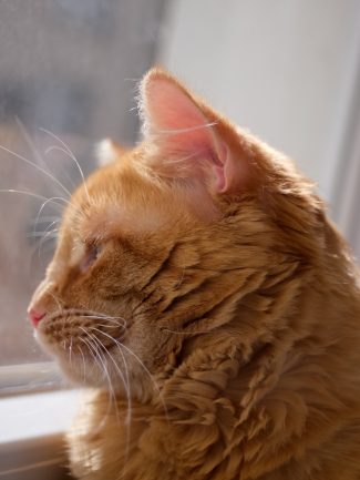 Ginger cat