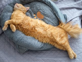 Ginger cat