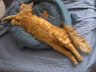 Ginger cat