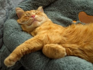 Ginger cat