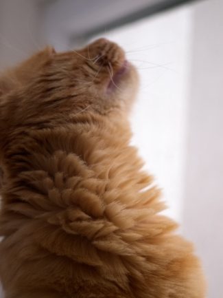 Ginger cat