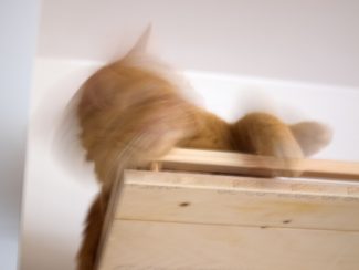 Ginger cat