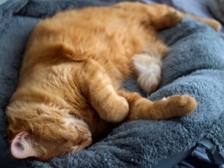 Ginger cat