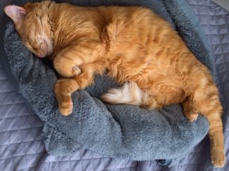 Ginger cat